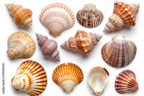 A beautiful arrangement of various seashells, showcasing their intricate patterns and natural colors, ideal for backgrounds or nature-themed content.
