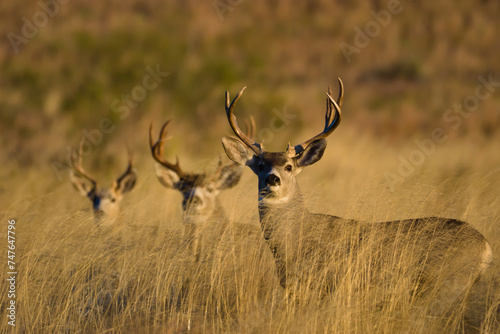 Mule deer in the prairie