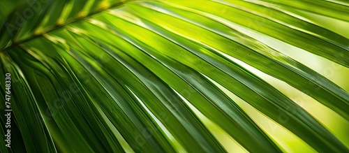 This photo showcases a stunning close up view of a vibrant green palm leaf  highlighting the intricate details and textures of the leaf up close.