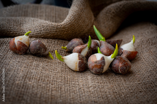 Tulip flower onion bulbs prepared for planting in the ground on the sackcloth background