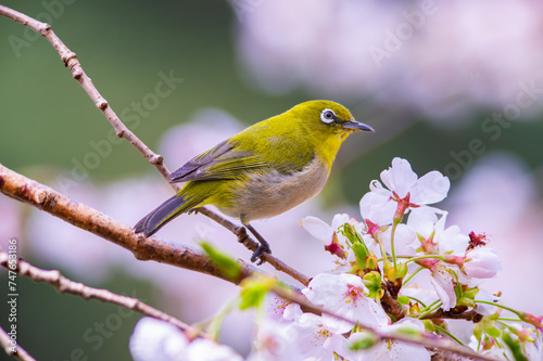 春、満開の桜の花の蜜を吸いに来る野鳥のメジロの可愛い写真
