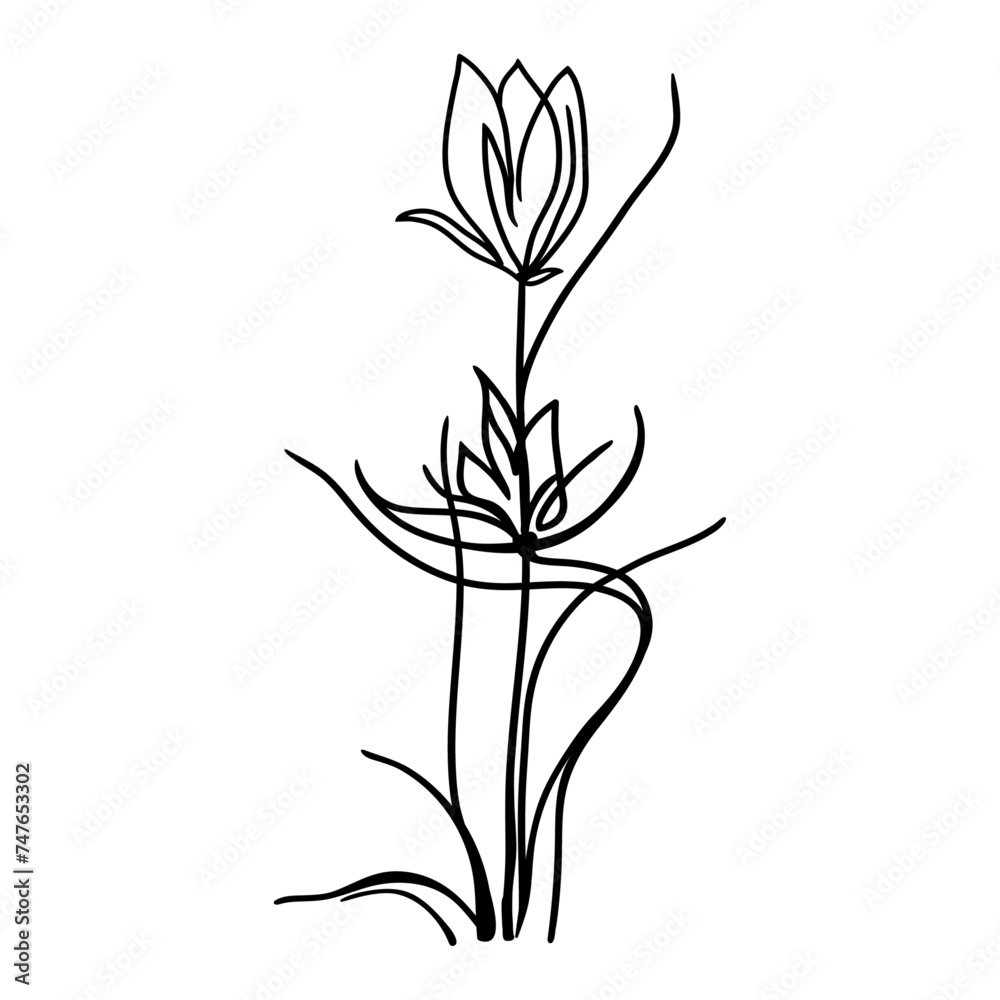 Line drawing of a flowers. Upright, slender, exquisite rare flower. Beautiful flowers isolated on a white background. Vector illustration