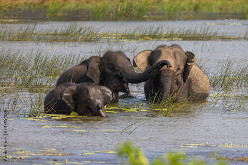 Herd of elephants wading through open water in natural native habitat, Yala National Park, Sri Lanka