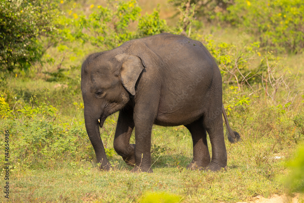Baby elephant emerges from open water in natural native habitat, Yala National Park, Sri Lanka