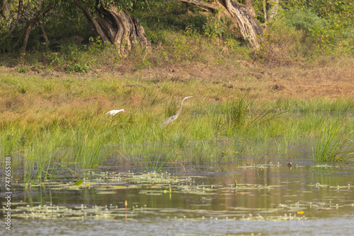Purple Heron  Ardea purpurea  seen on banks of wetland area in natural native habitat  Yala National Park  Sri Lanka