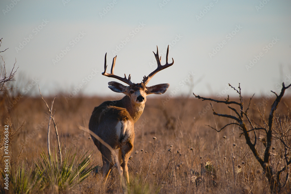 Fototapeta premium deer in the savannah