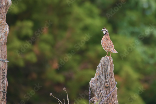 quail on a post