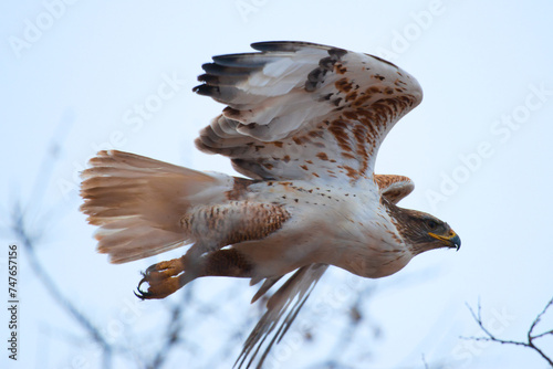 red tailed hawk