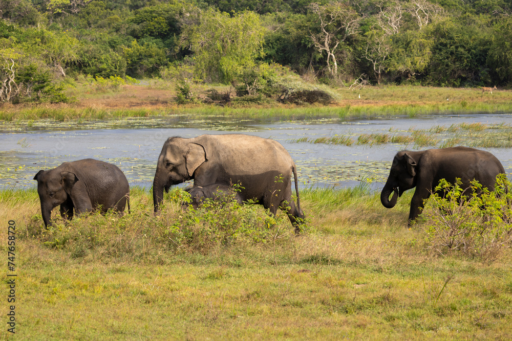 Herd of elephants emerge from open water in natural native habitat, Yala National Park, Sri Lanka