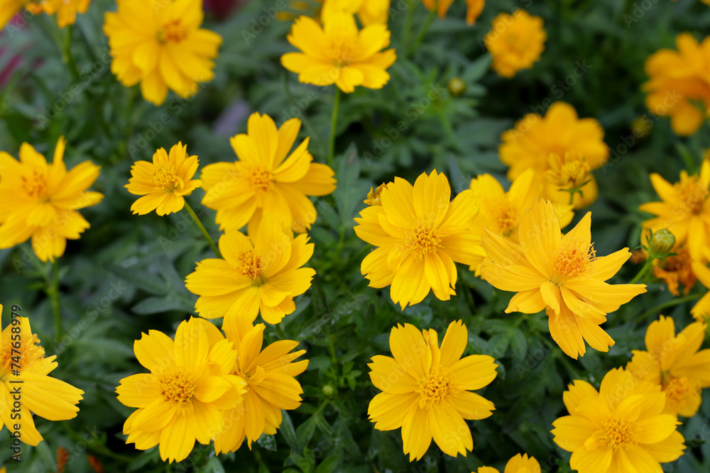 Sulfur cosmos limonnyy venets yellow flower
