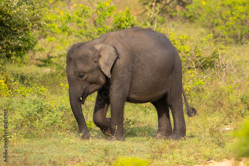 Baby elephant emerges from open water in natural native habitat  Yala National Park  Sri Lanka