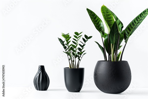 Plant  black vase  decoration  architecture  minimalist  nature  life  white background  generative AI. Arte com IA