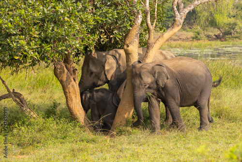 Herd of elephants forage for food under a tree in natural native habitat  Yala National Park  Sri Lanka