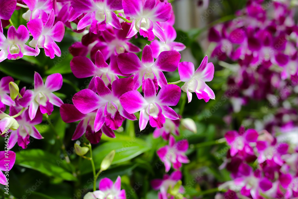 Beautiful purple orchid flowers. Flower background.