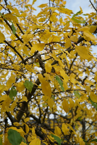 yellow autumn leaves maple tree
