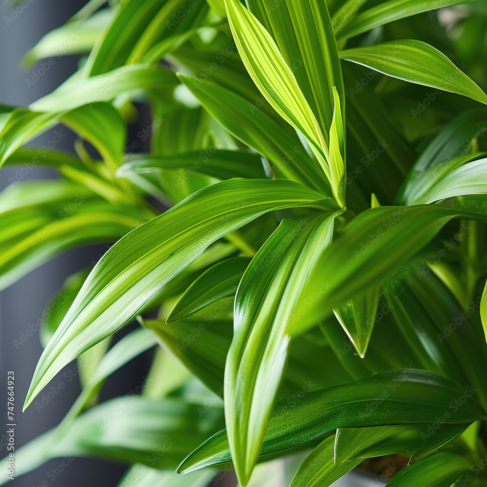 Spider plant hanging indoors, cluster of chlorophytum comosum, closeup Spider plant hanging indoors, cluster of chlorophytum comosum, closeup