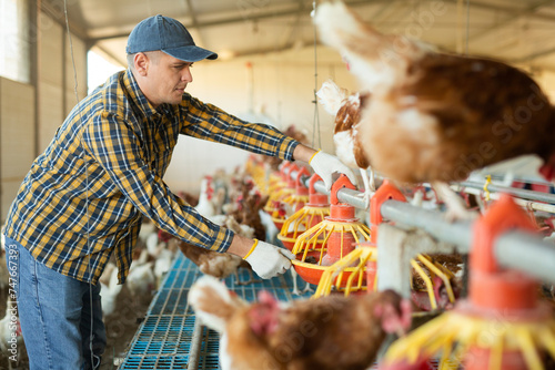 Fotografia Skilled focused farmer working in henhouse of his fowl farm, setting up feeders for laying hens