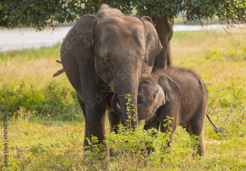 Close up shot of baby elephant with trunk stretched out while standing next to its mother in natural native habitat  Yala National Park  Sri Lanka
