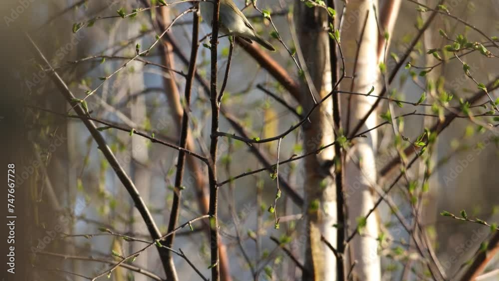 Willow warbler perching in the middle of branches and leaving, during a windy evening in Estonia, Northern Europe Willow warbler perching in the middle of branches and leaving, during a windy evening in Estonia, Northern Europe