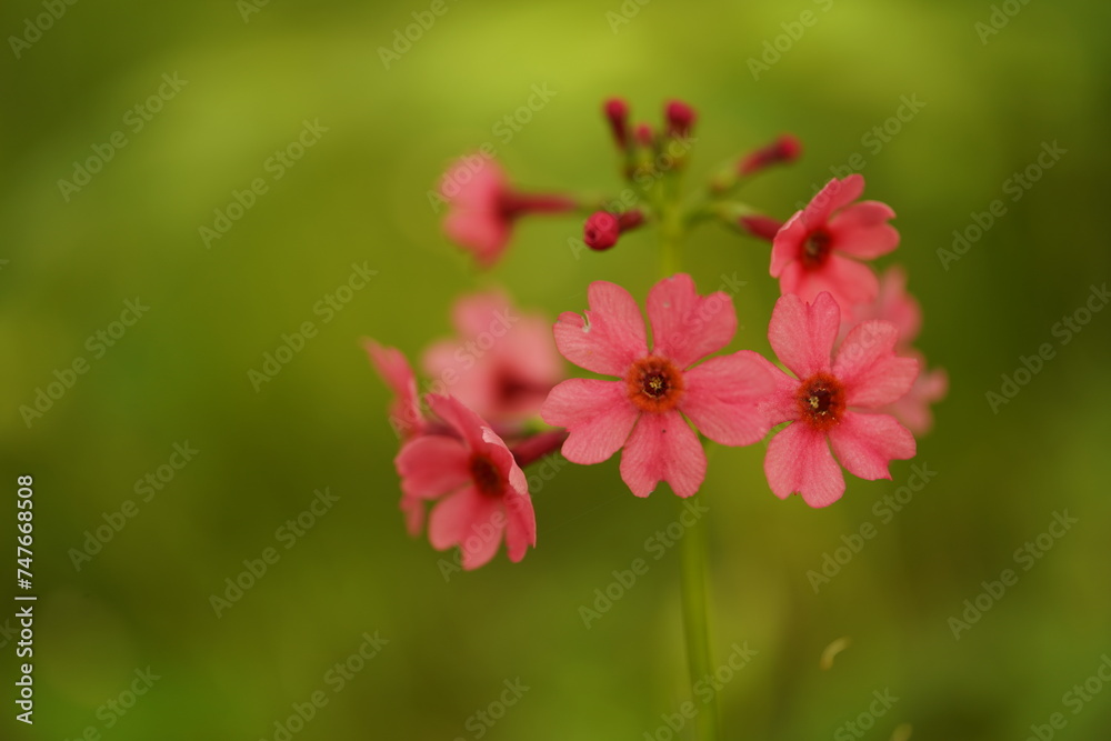 Obraz premium クリンソウ