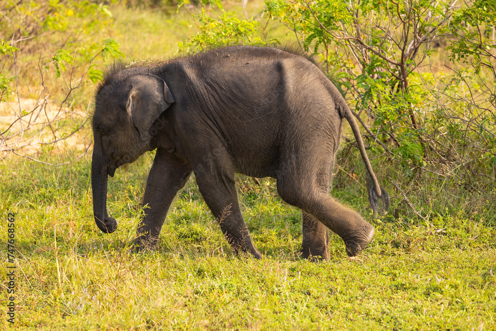 Baby elephant grazes for food in natural native habitat, Yala National Park, Sri Lanka