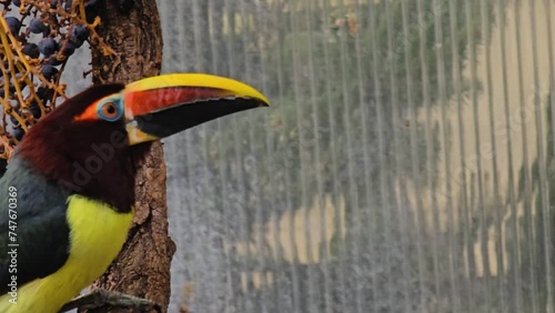 Close up view of a toucan sitting on a branch and looking around. photo