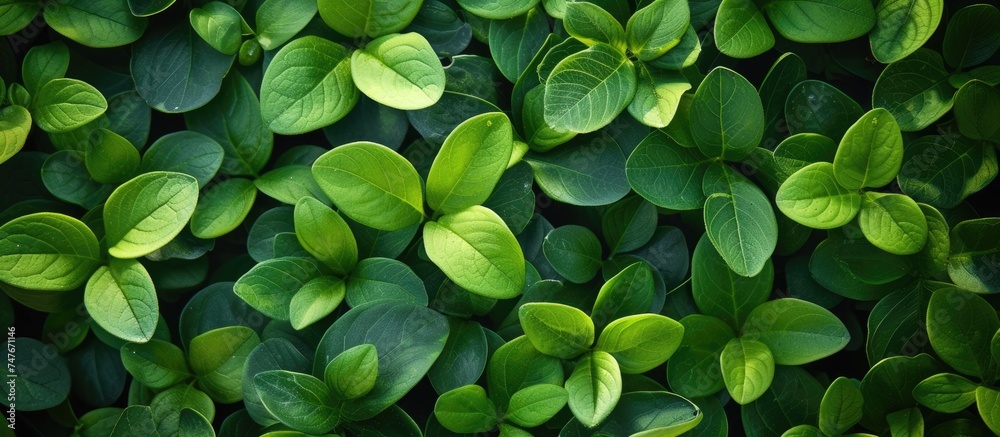 This photo captures a bunch of green leaves that have bloomed with vibrance, creating a refreshing sight on a wall. This photo captures a bunch of green leaves that have bloomed with vibrance, creating a refreshing sight on a wall.
