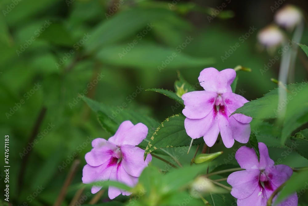 Obraz premium Impatiens walleriana (Impatiens sultanii, busy Lizzie, British Isles, balsam, sultana, simply impatiens). The stems are semi-succulent, and all parts of the plant are soft and easily damaged