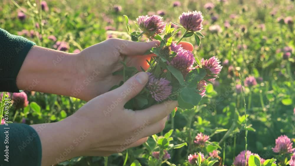 Collection of red clover. Woman picking clover in clover field. High quality 4k footage