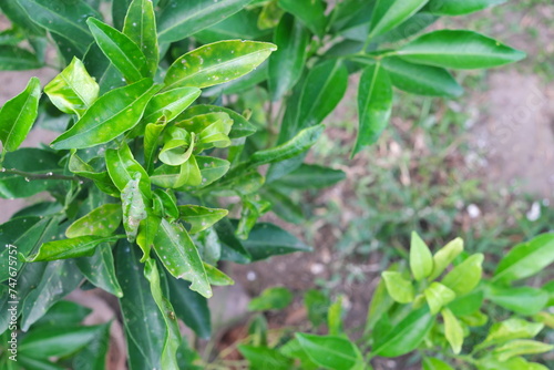 Closeup of citrus plant with leafminer disease. Citrus pest and disease management.