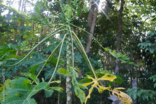 Closeup of papaya tree with leaf curl virus disease. Papaya disease management.