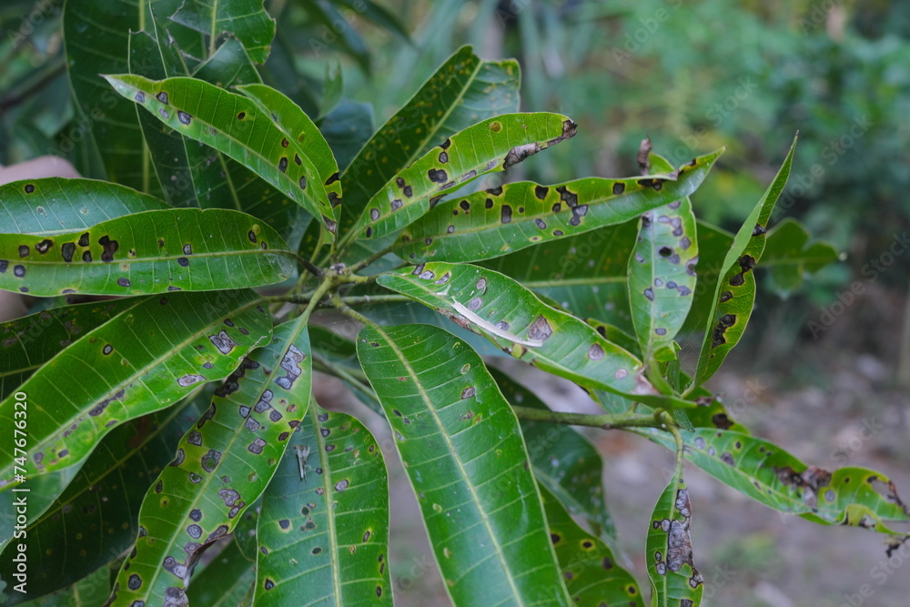Closeup of mango leaves with black spots due to anthracnose infection. Mango pest and disease management.