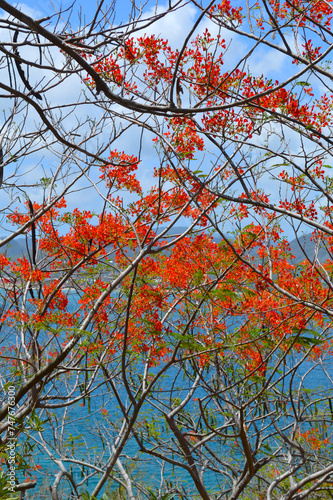 caribbean red bush overlooking ocean