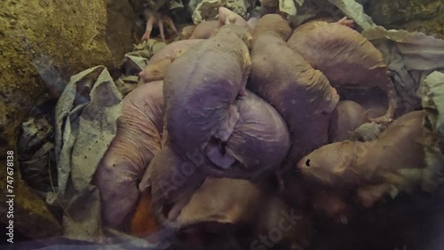 Close view of group of naked mole-rats moving around in the underground. photo