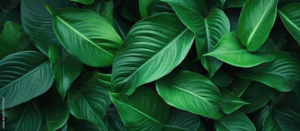 A detailed view of vibrant green leaves of a desert modern and contemporary plant. The intricate leaf patterns showcase the plants beauty up close.