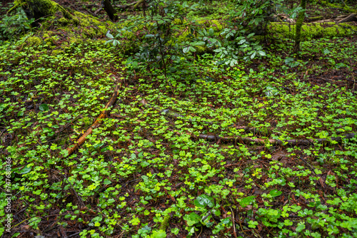 Forest Clover Field. Henry Cowell Redwoods State Park.