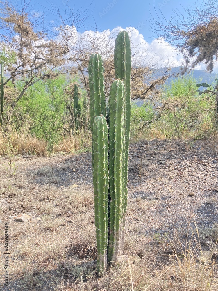 Cactus espinoso en el campo Cactus espinoso en el campo