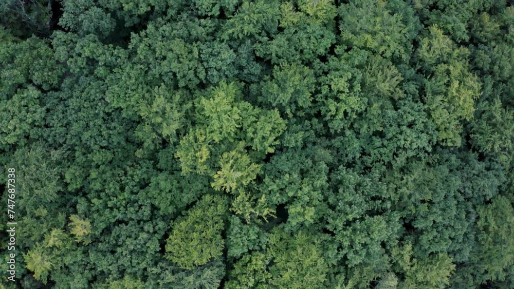 Summer in forest aerial top view. Forest, green deciduous trees. Countryside woodland or park. Drone shoot above colorful green texture in nature. Rainforest ecosystem healthy environment concept Summer in forest aerial top view. Forest, green deciduous trees. Countryside woodland or park. Drone shoot above colorful green texture in nature. Rainforest ecosystem healthy environment concept