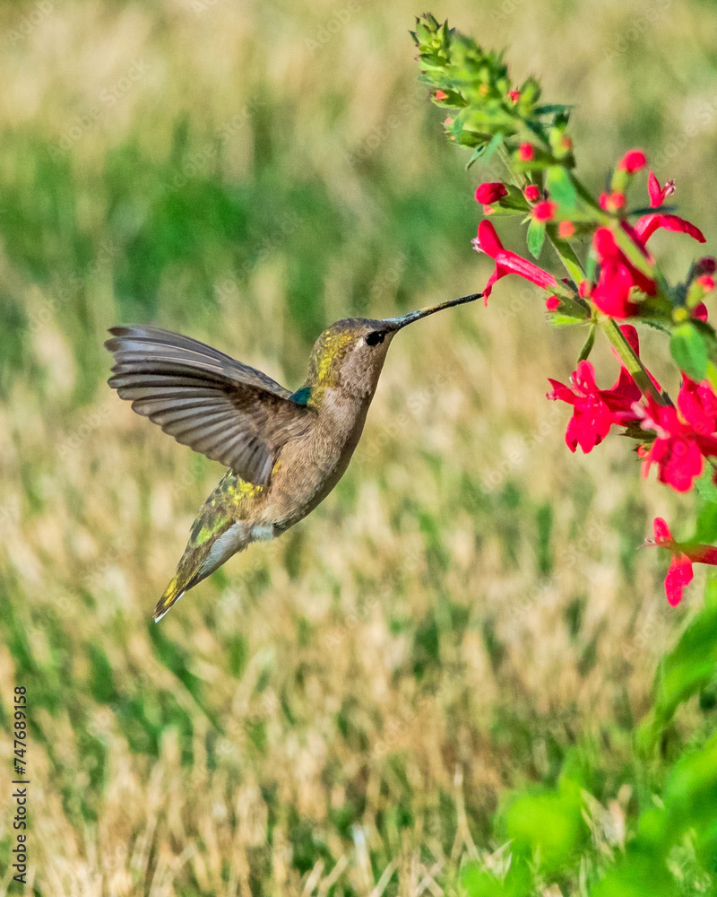 Fototapeta premium Juvenile Ruby-Throated Humingbird Hovering to Feed