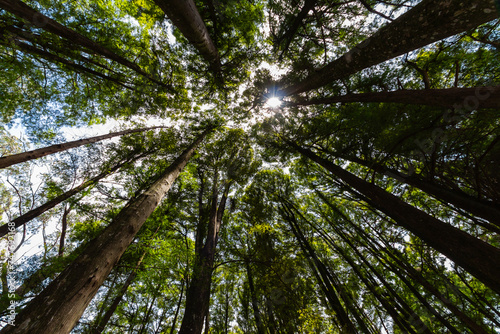 SÃO PAULO, SP, BRAZIL - FEBRUARY 10, 2024: Cup of eucalyptus trees with sun at the top in Alberto Lofgren State Park, better known as Horto Florestal (Forest Garden). photo