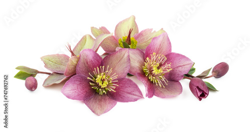 Obraz na płótnie arrangement of purple and green hellebores or christ roses isolated over a transparent background