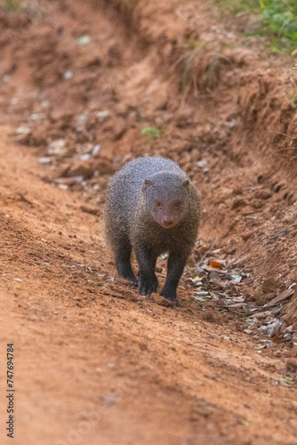 The Stripe Necked Mongoose walking along road in natural native habitat, Yala National Park, Sri Lanka