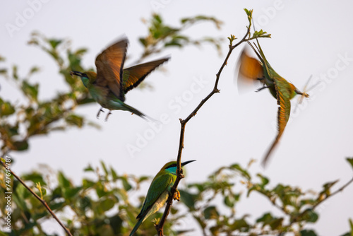 Green Bee-eaters seen taking flight from tree branch ,in natural native habitat, Yala National Park, Sri Lanka