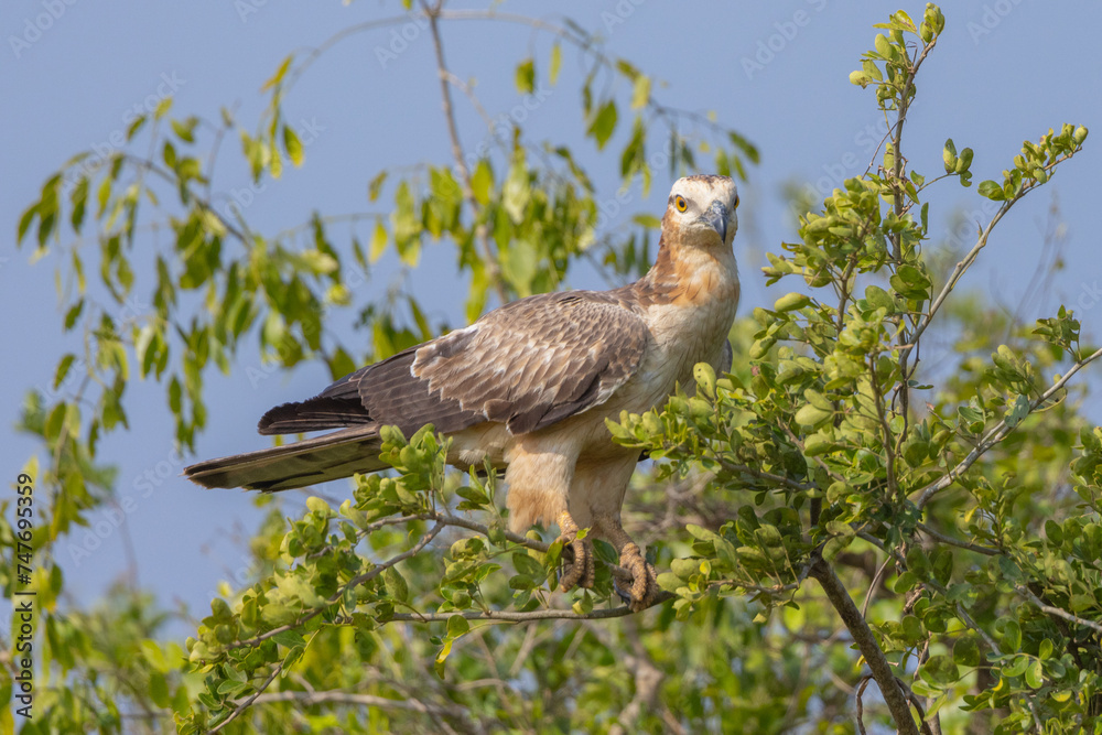 Oriental Honey Buzzard perched in tree in natural native habitat, Yala National Park, Sri Lanka