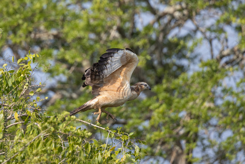 Oriental Honey Buzzard taking flight from tree branch in natural native habitat, Yala National Park, Sri Lanka