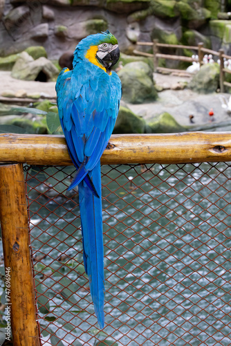 Parrot