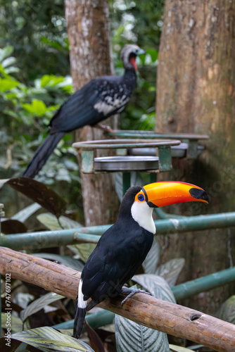 Tucano 