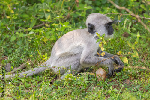 Baby grey langur monkey sitting on ground in natural native habitat, Yala National Park, Sri Lanka