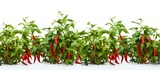 A row of vibrant red chili peppers neatly aligned on a bright white background. The peppers are fresh and ripe, showcasing their glossy skins and distinct shapes.