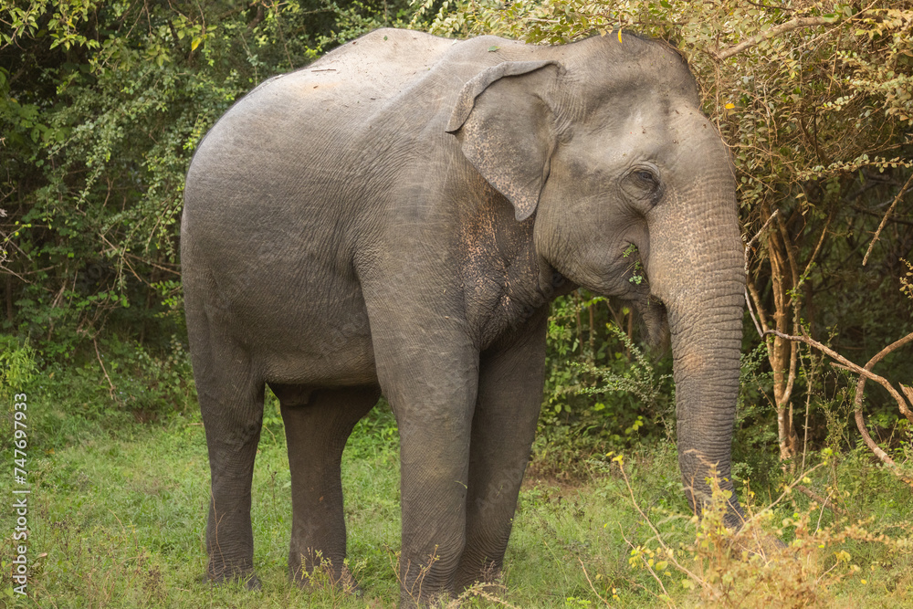 Adult Asian elephant seen natural bush land native habitat, Yala National Park, Sri Lanka